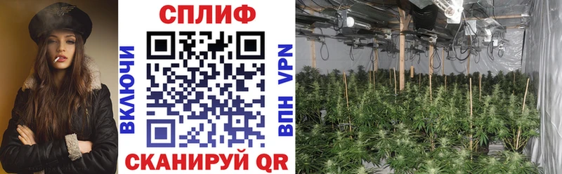 Каннабис VHQ  сколько стоит  Камызяк 